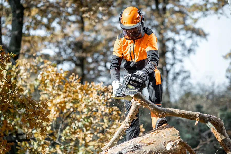 How Tree Cutting Enhances Yard Safety And Aesthetics in Greenville, SC