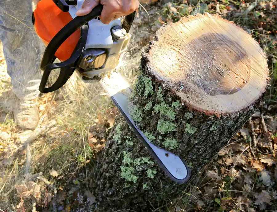 How Tree Cutting Enhances Yard Safety And Aesthetics in Greenville, SC