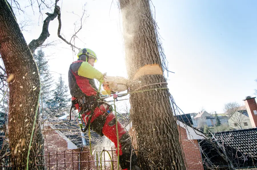 Professional Tree Cutting in Greenville, SC