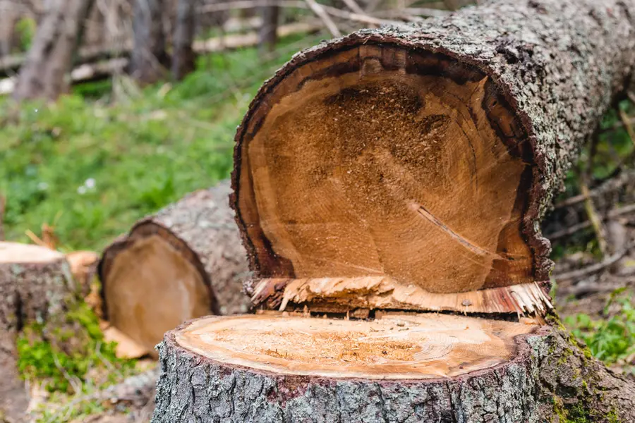 Understanding The Importance Of Professional Tree Cutting in Greenville, SC